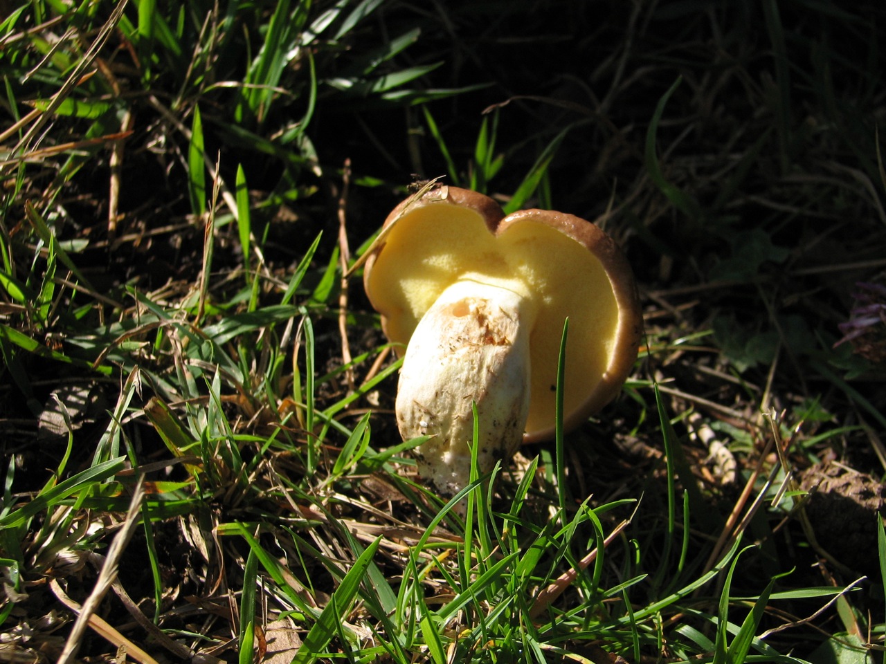 Suillus Collinitus 01